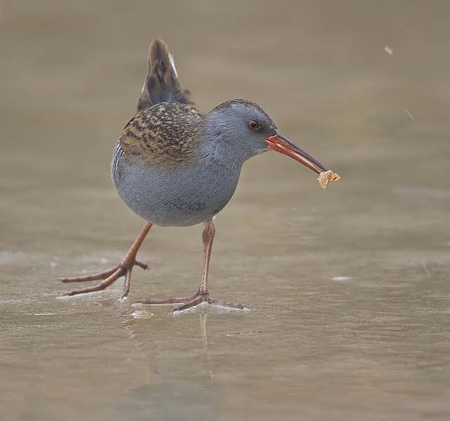waterral op het ijs.jpg